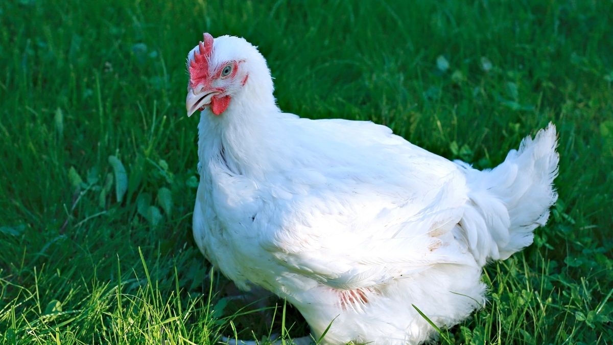 scientific name of chicken 