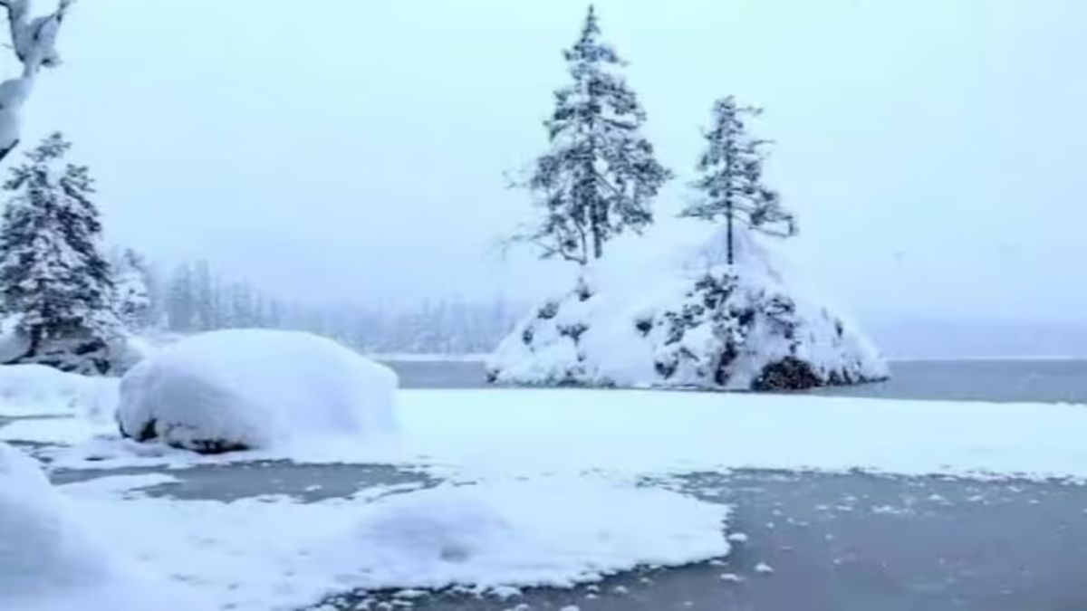 hidden-polar-bear-optical-illusion