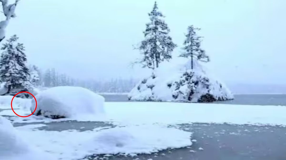 hidden-polar-bear-optical-illusion-answer