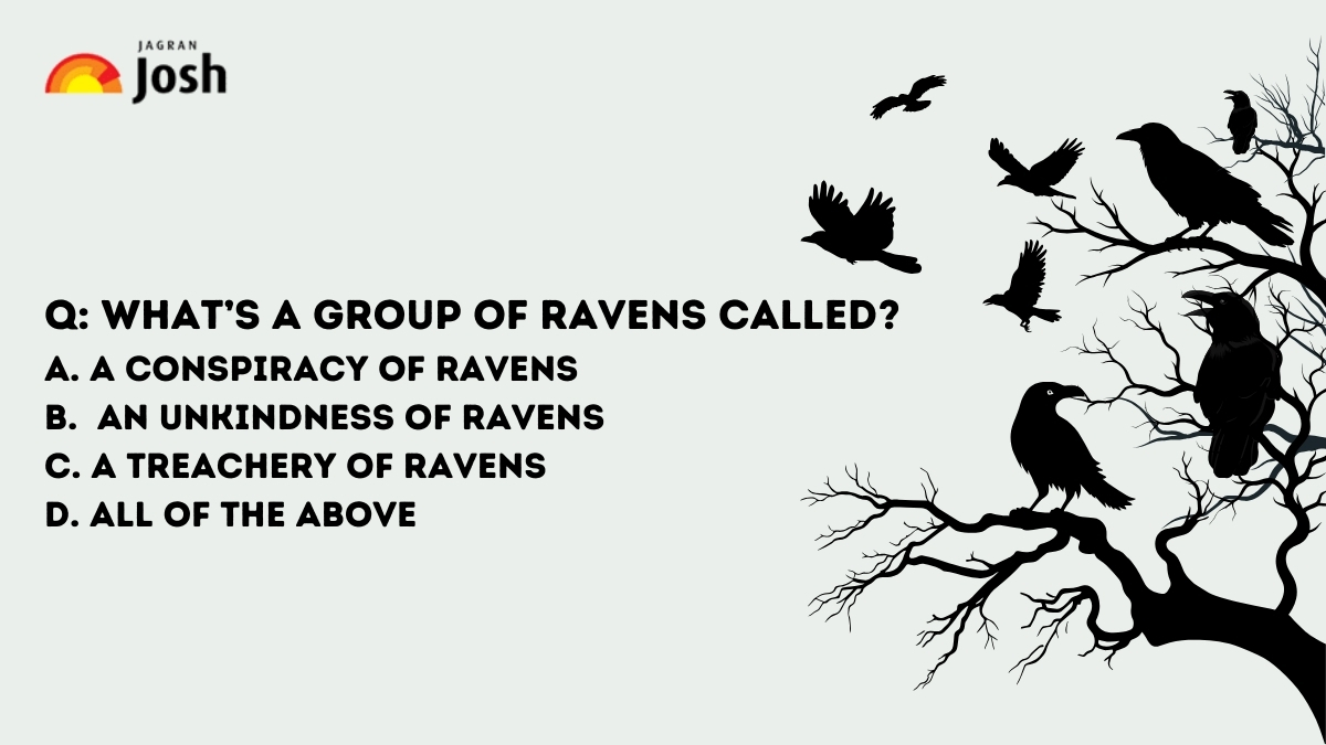 what is a group of ravens called