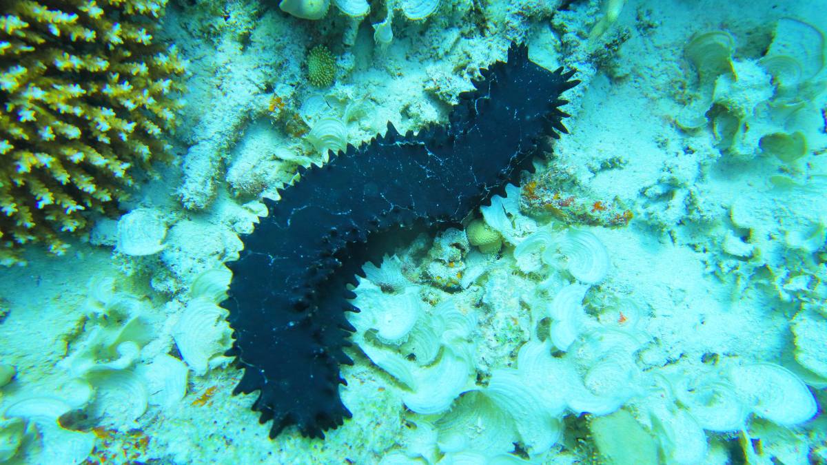 Sea cucumber
