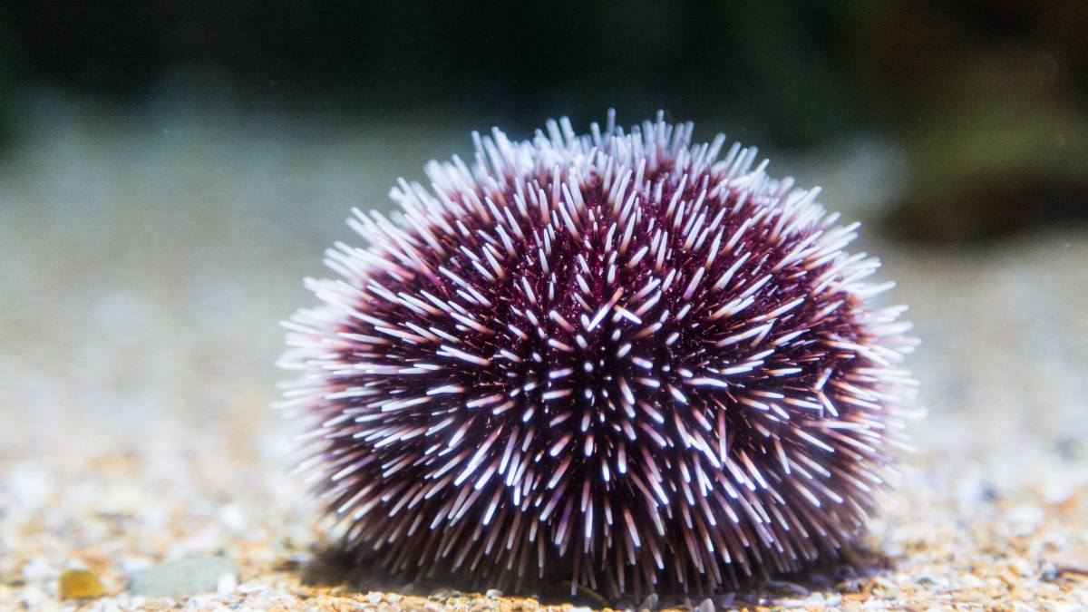 Sea urchins