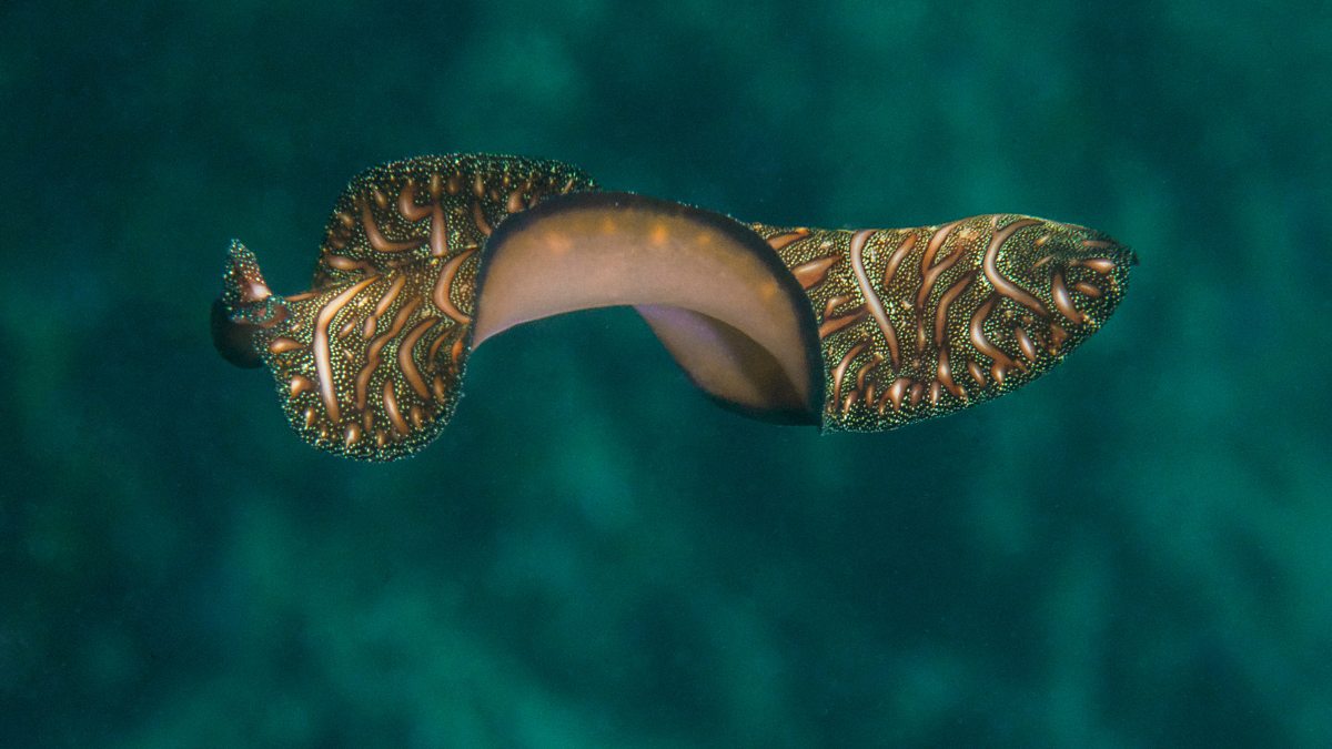 flatworms