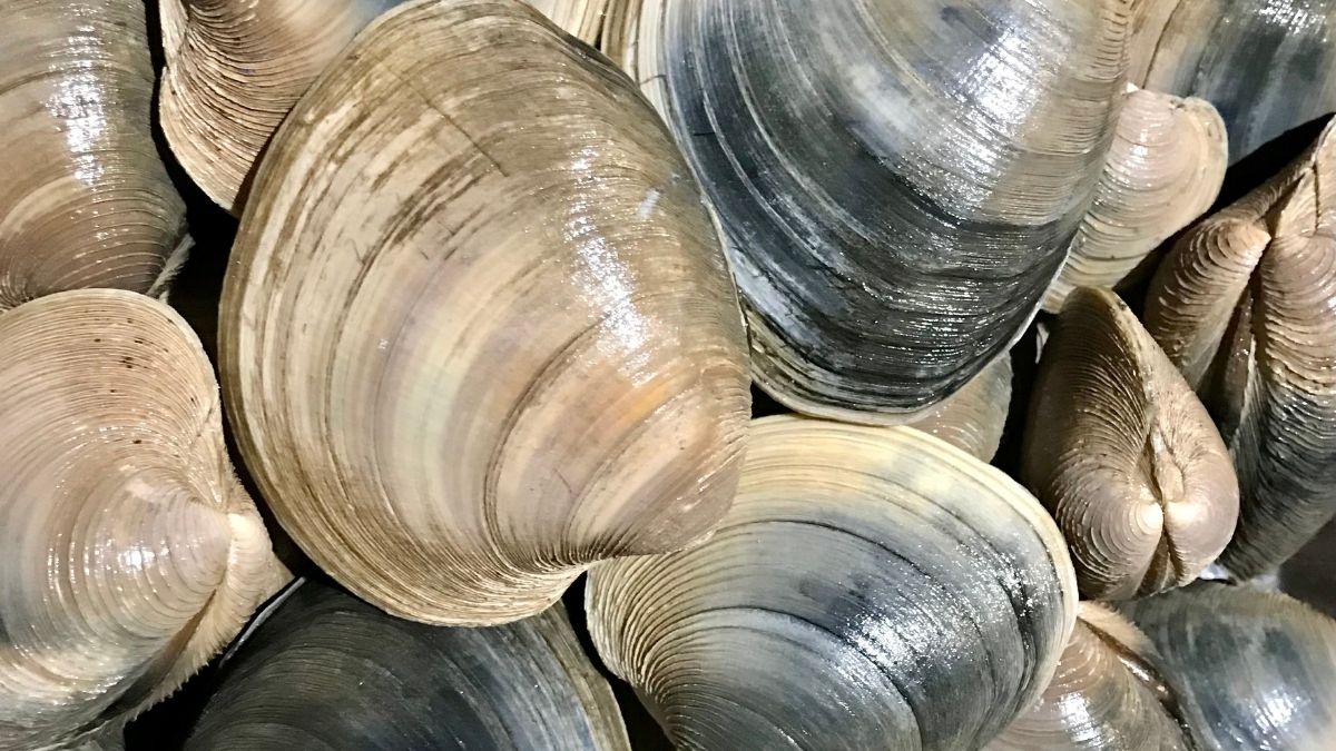 Quahog animal that start with Q