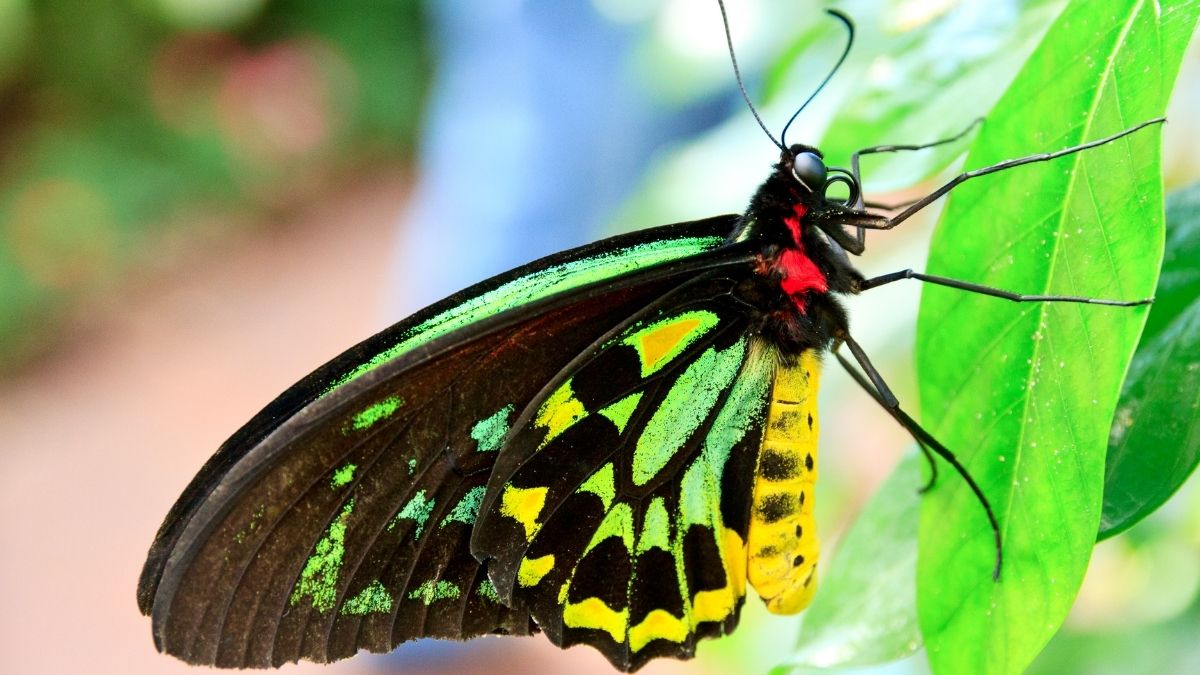Queen Alexandras Birdwing animal that start with Q