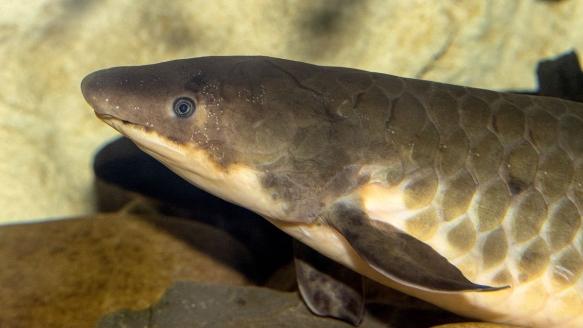 Queensland Lungfish animal that start with Q