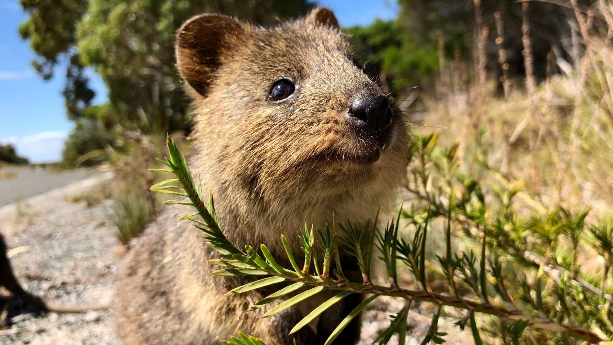 Quokka animal that start with Q