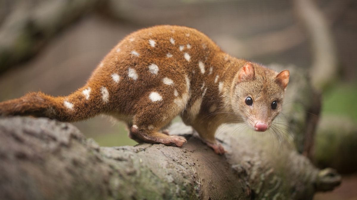 Quoll animal that start with Q