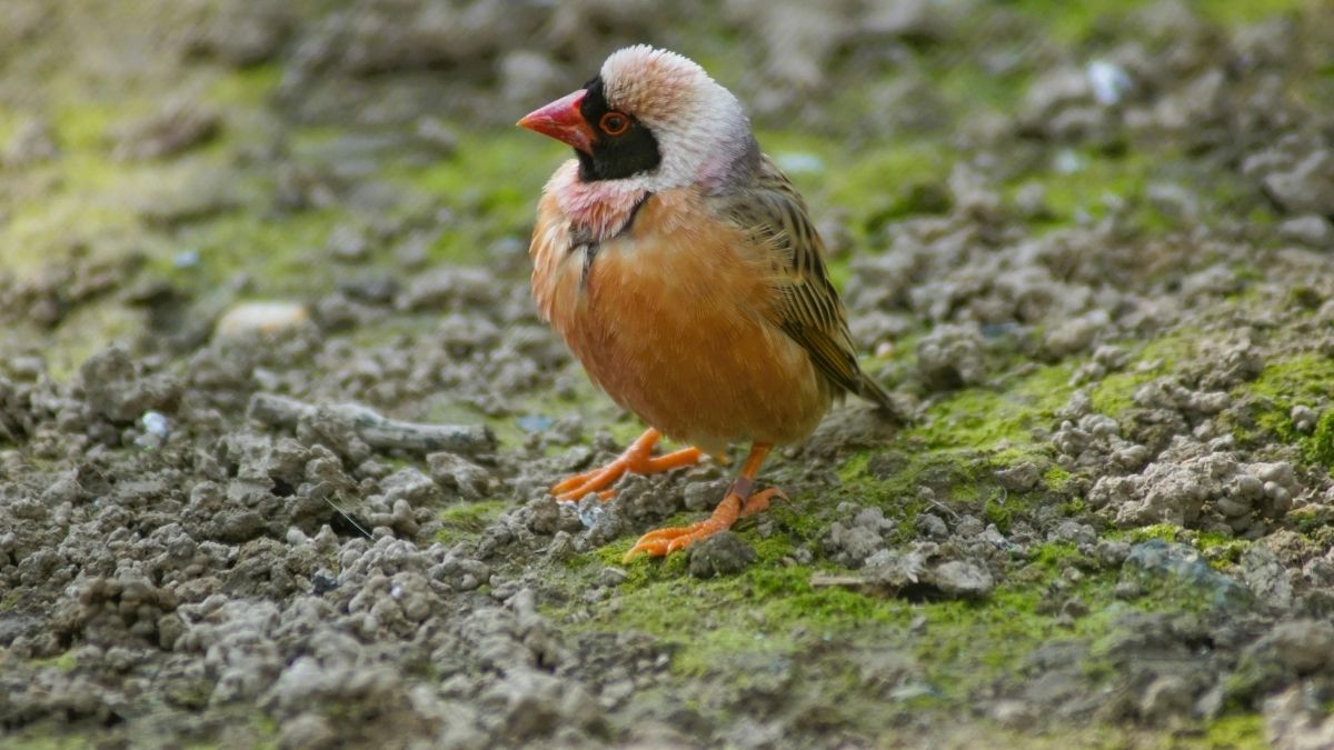Red-billed Quelea animal that start with Q