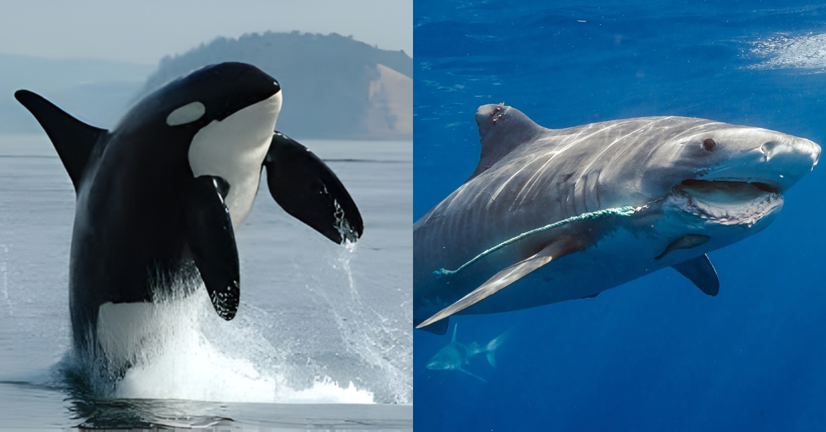 orca-vs-shark