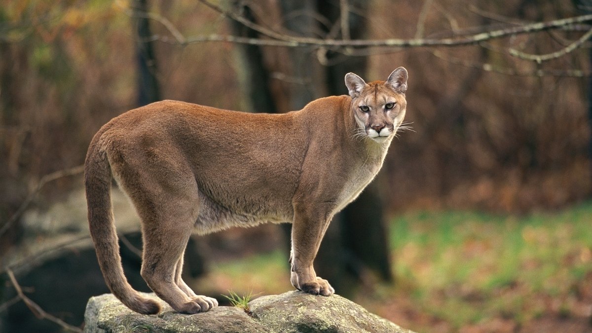 Cougar