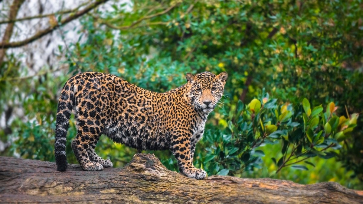 Jaguar