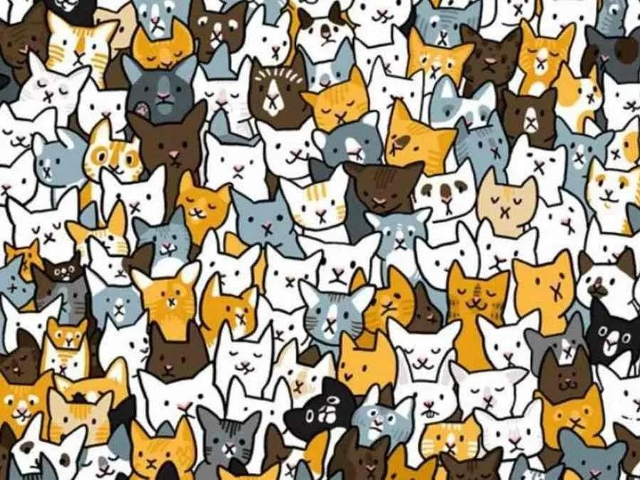 picture puzzle iq test find hidden rabbit among cats find-hidden-rabbit-optical-illusion