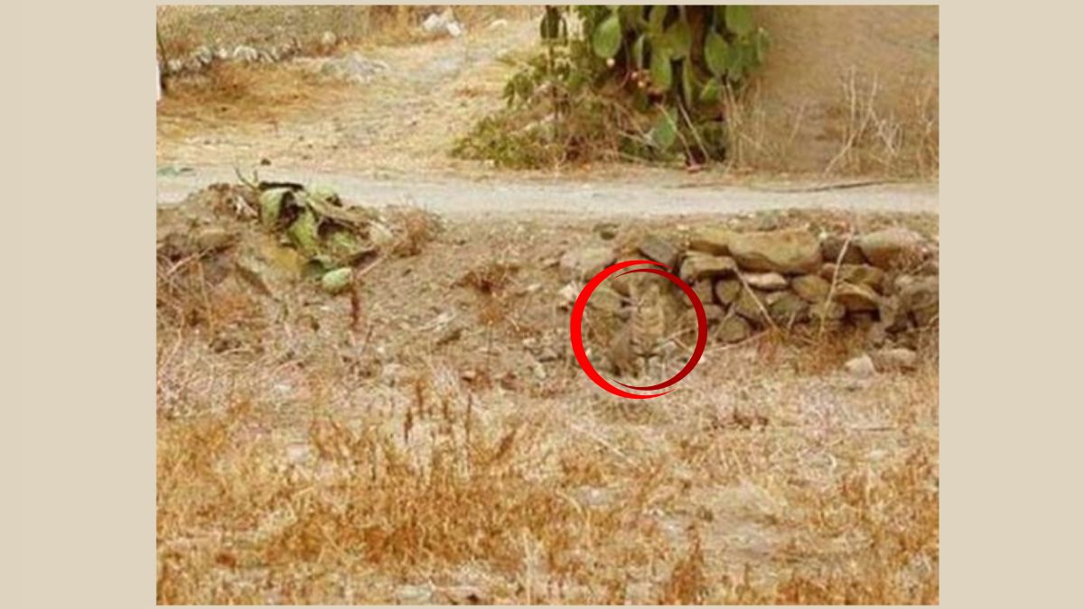 find the hidden cat in the image-sol