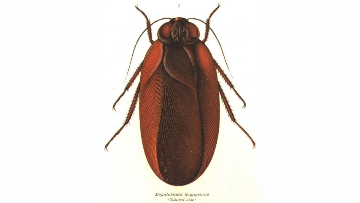 Megaloblatta longipennis