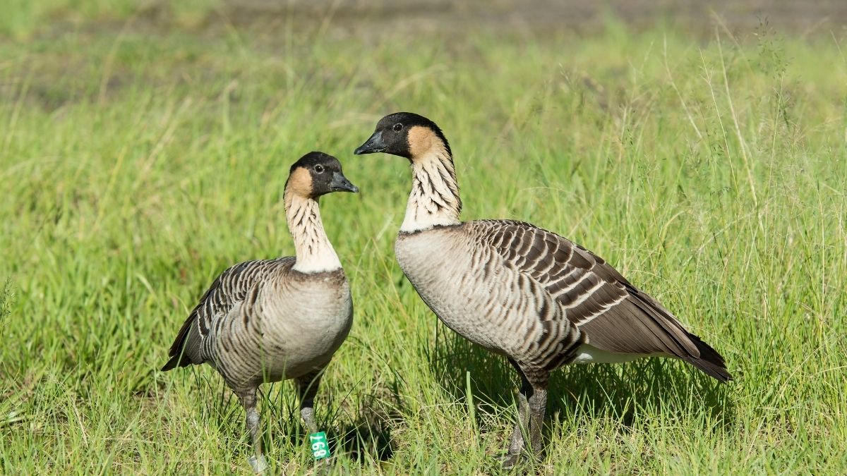 Nene Animal that Start with N