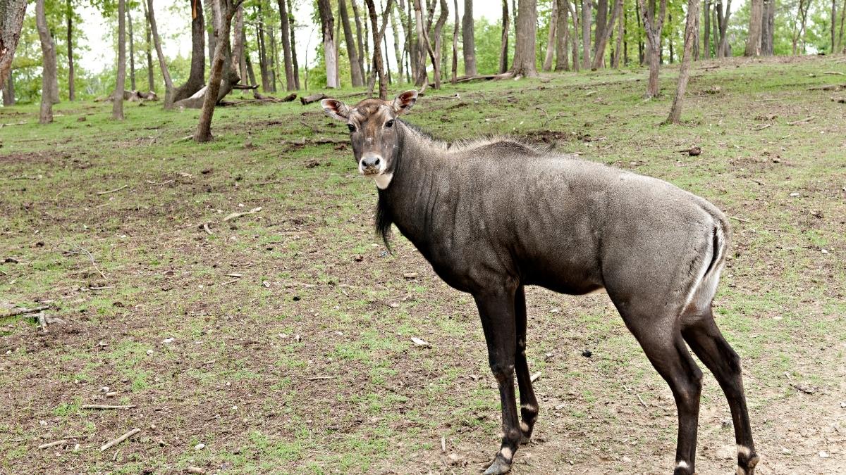 Nilgai Animal that Start with N