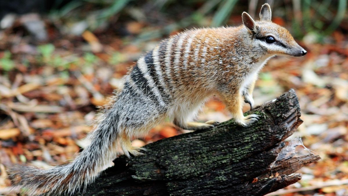 Numbat Animal that Start with N