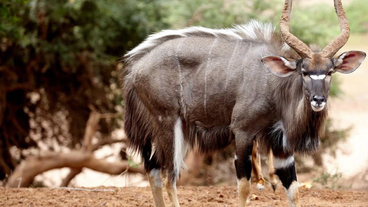 Nyala Animal that Start with N