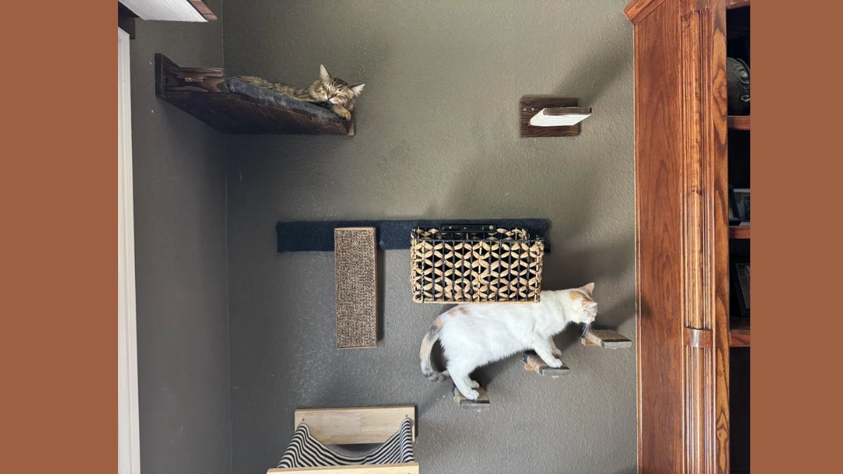 where is the third cat-que