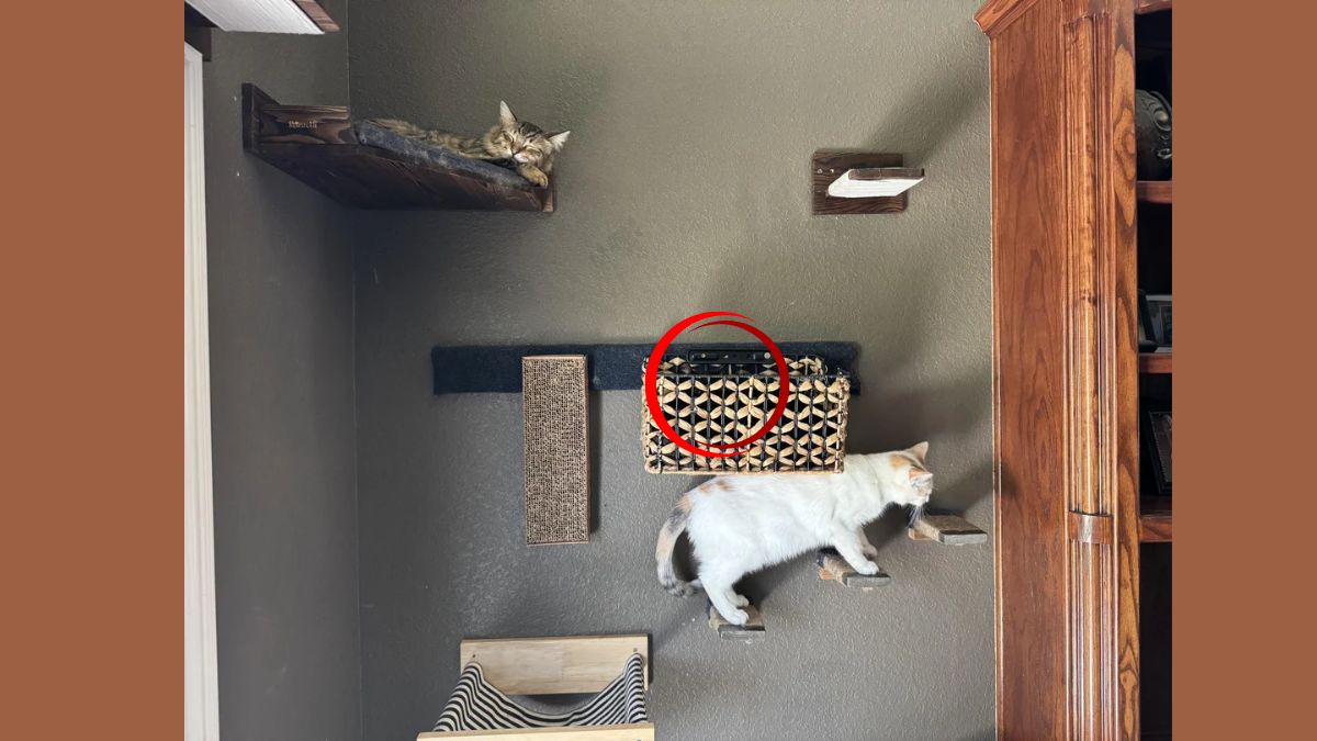 where is the third cat-sol