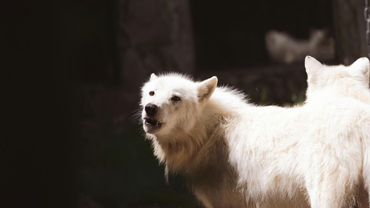 Arctic Fox Animal that turn white in winter