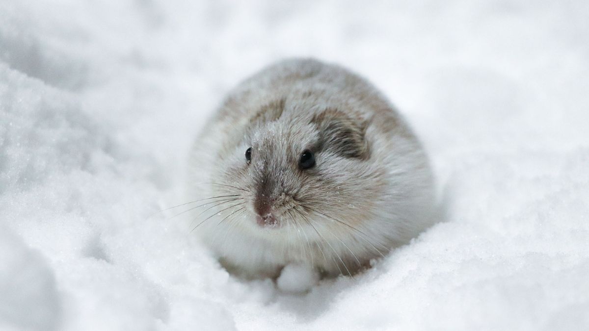 Collared Lemming Animal that turn white in winter