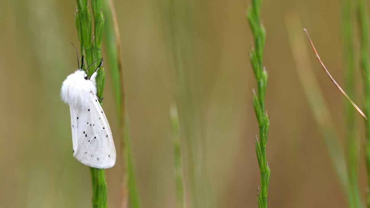 Ermine Stoat Animal that turn white in winter