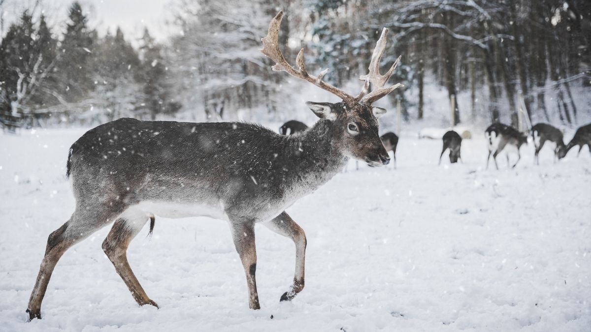 Peary Caribou Animal that turn white in winter