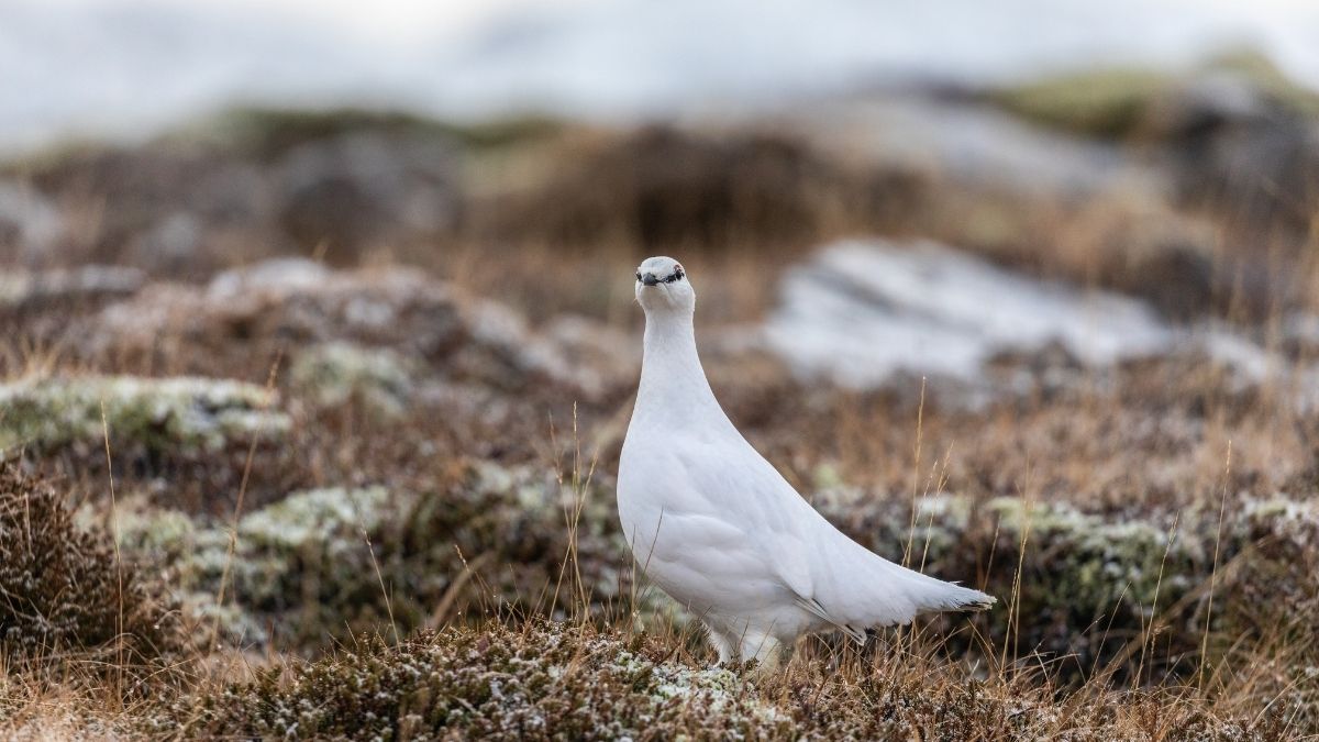 Ptarmigan Animal that turn white in winter