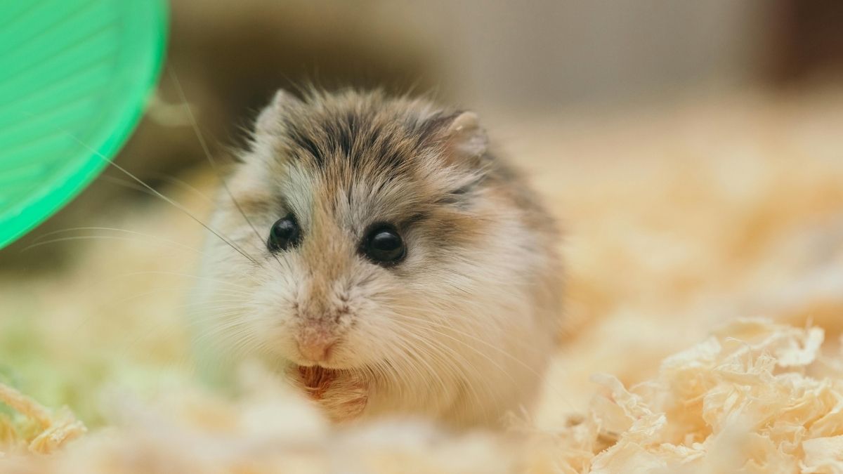 Siberian Hamster Animal that turn white in winter