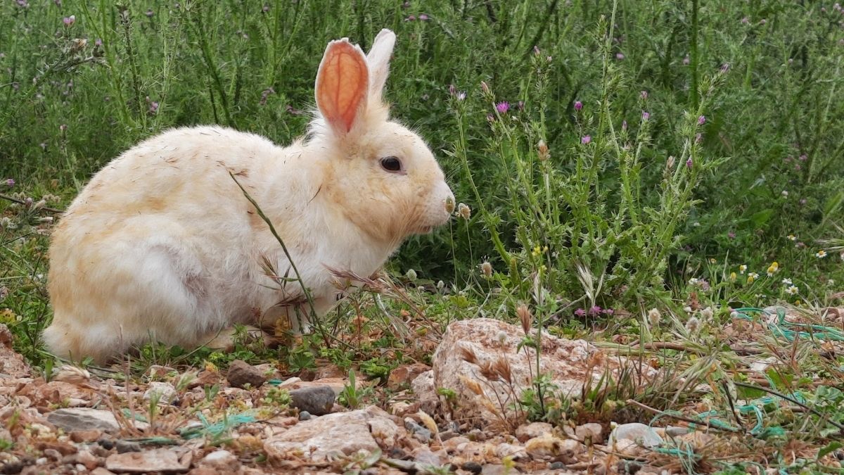 Snowshoe Hare Animal that turn white in winter