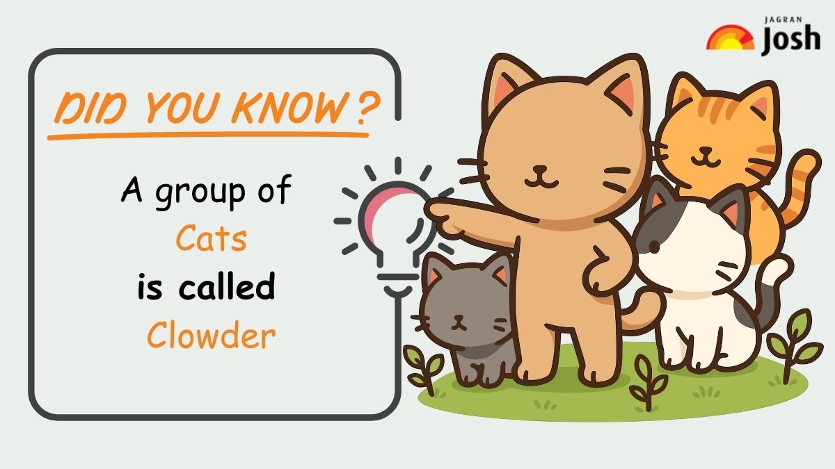a group of cat is called
