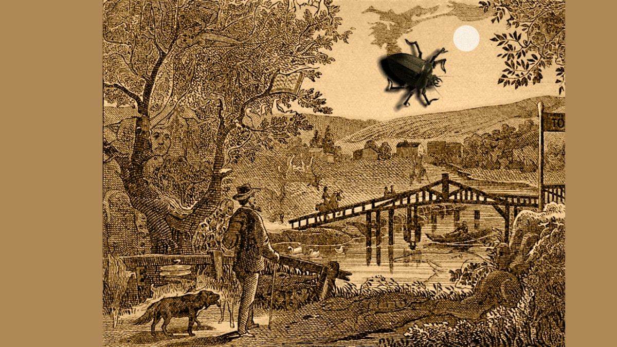 find the hidden fish-que