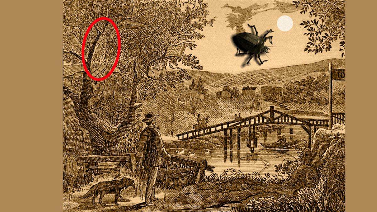 find the hidden fish-sol