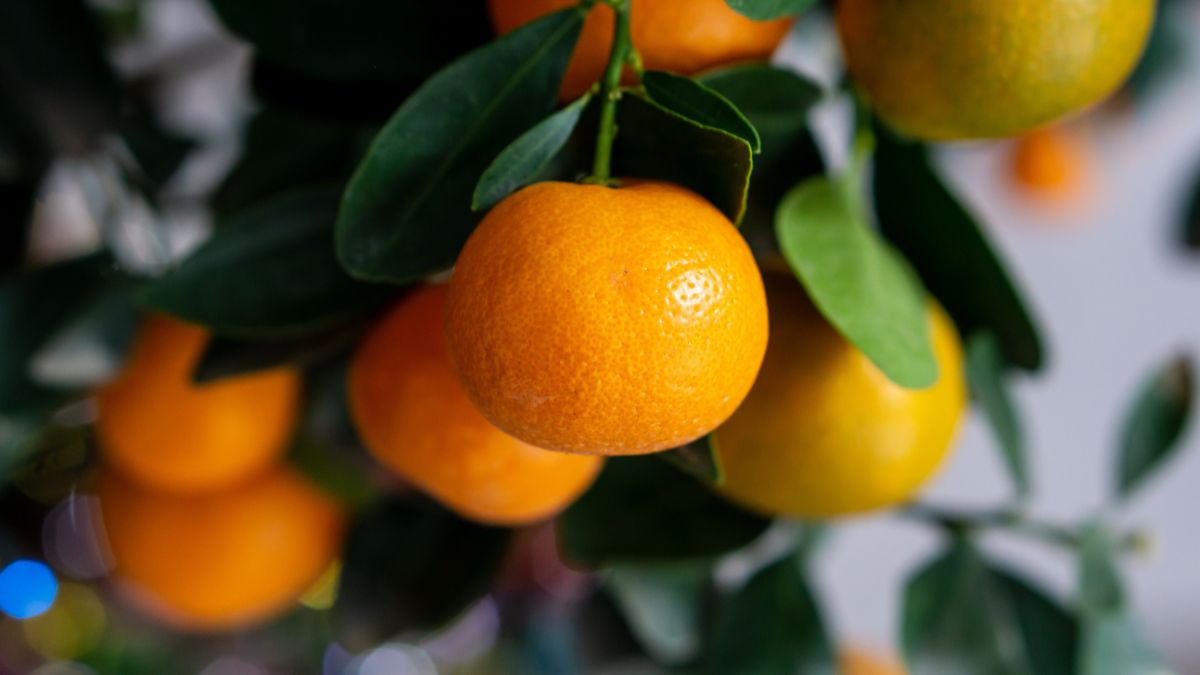 city of oranges city of oranges