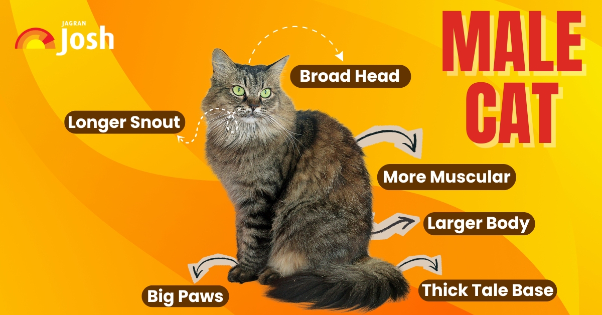 male-cat-infographic