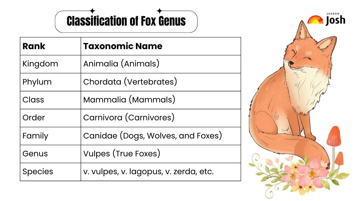 Classification of Fox Genus