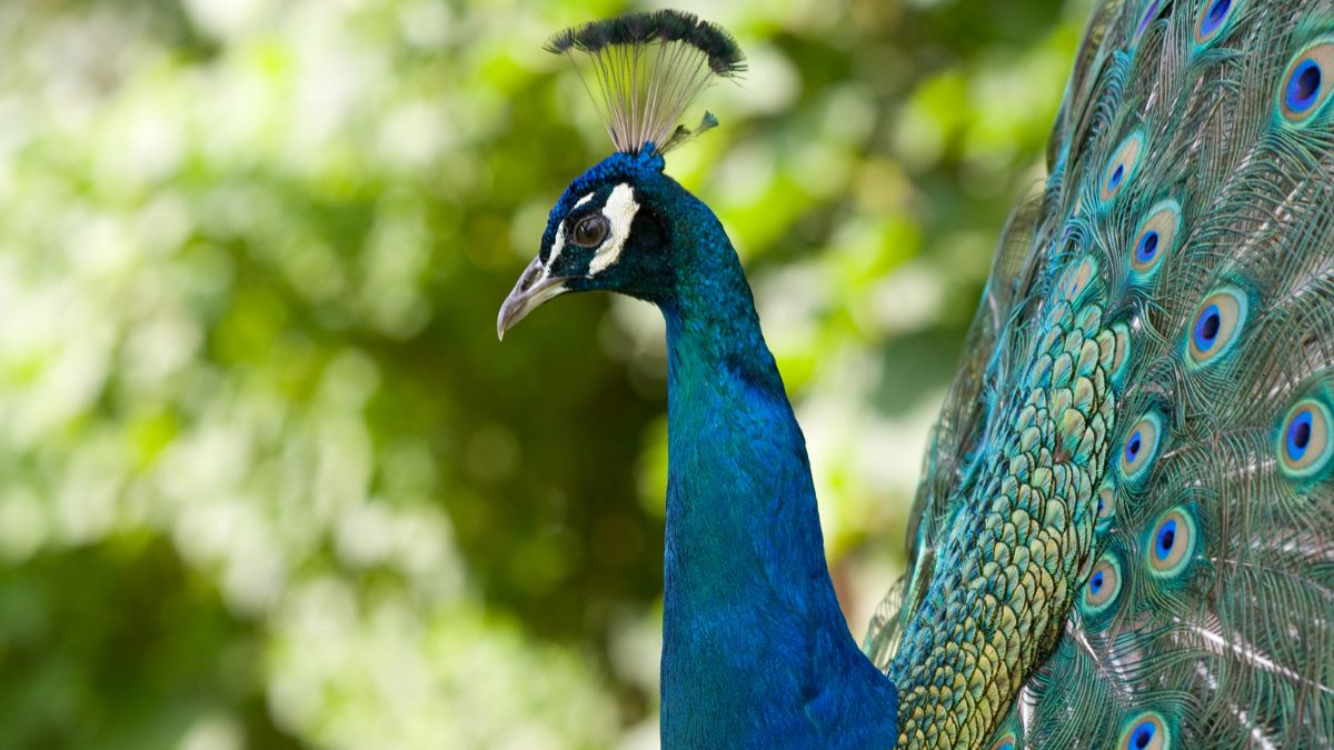beautiful peacock beautiful peacock