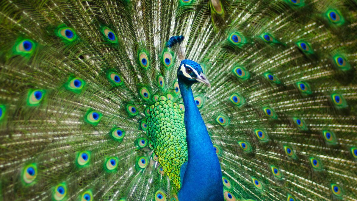 peacock peacock