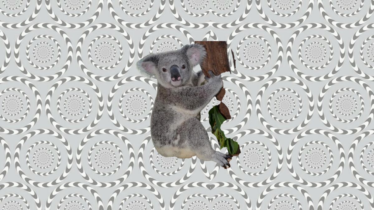 spot the hidden animal in this motion optical illuison-sol