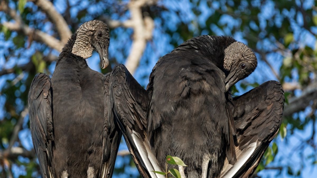 A Group of black vultures