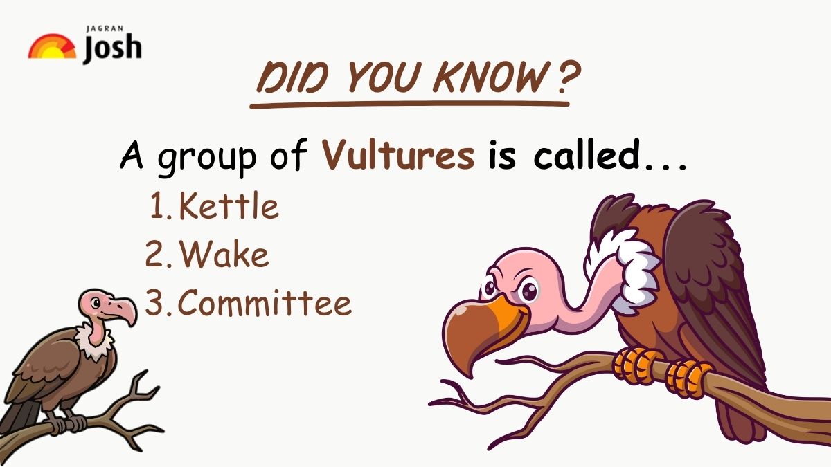 a group of vultures is called