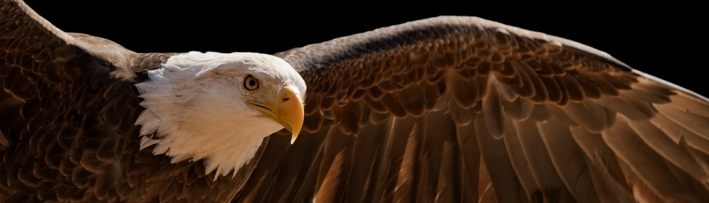 eagle-3