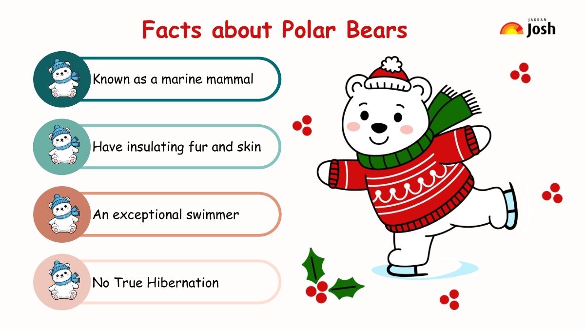 Facts about Polar Bears