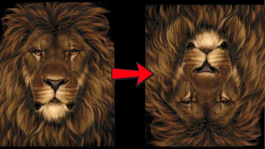 find the hidden animal in the Lion-sol