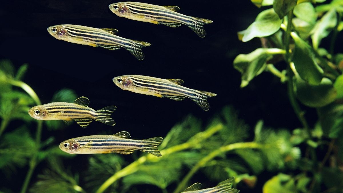 Zebrafish Animal that start with Z