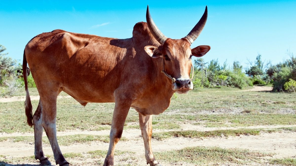Zebu Animal that start with Z