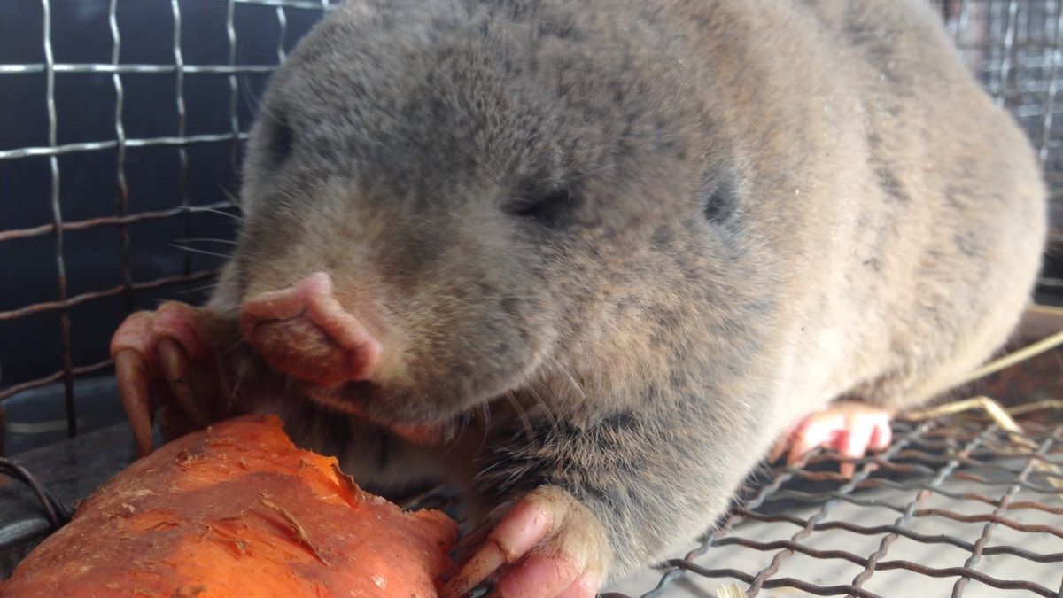 Zokor Animal that start with Z