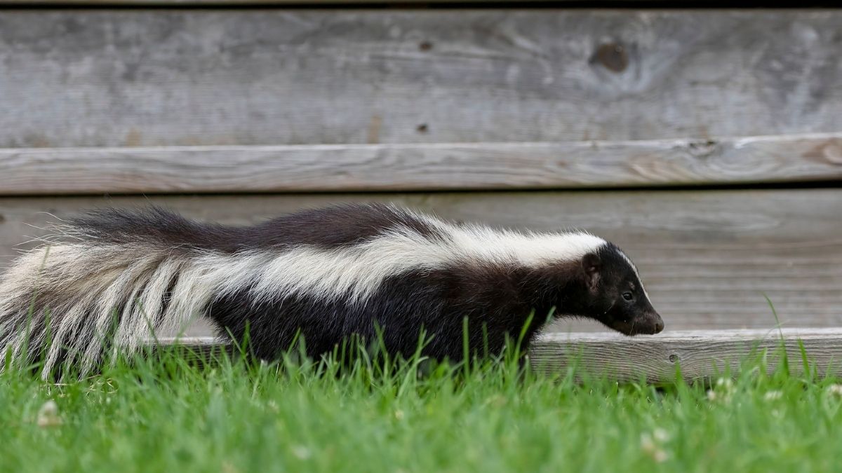 Zorilla Striped Polecat Animal that start with Z